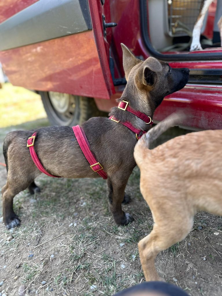 fellengel_giovanni_5