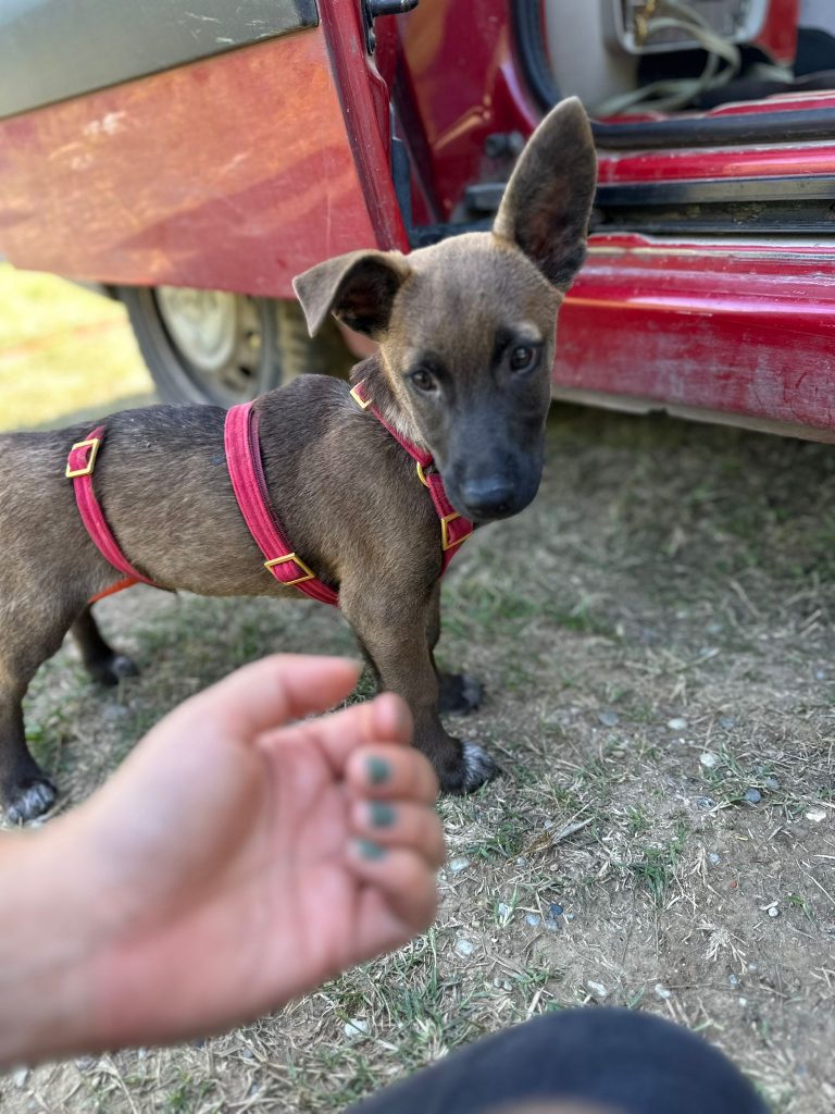 fellengel_giovanni_6