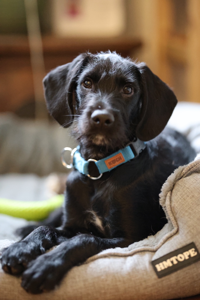 fellengel_jeremy-pascal_10