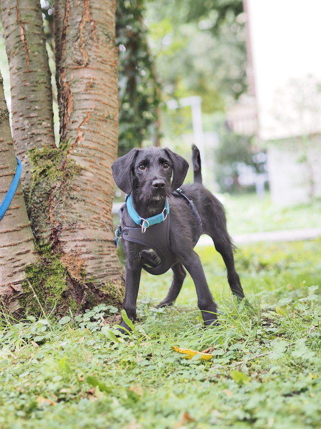 fellengel_jeremy-pascal_11