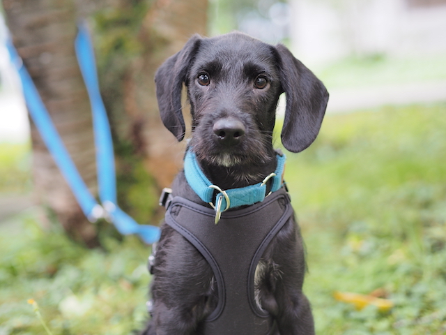 fellengel_jeremy-pascal_12