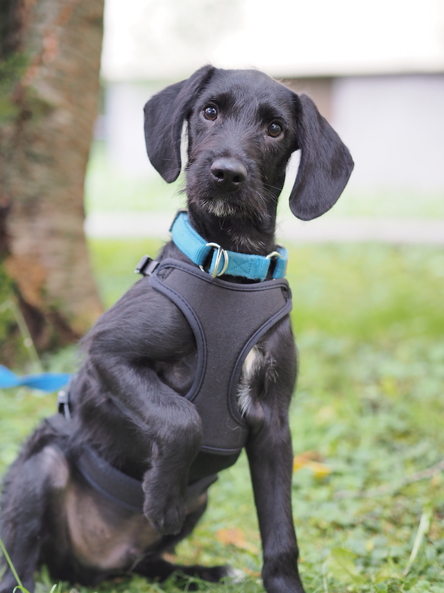 fellengel_jeremy-pascal_13