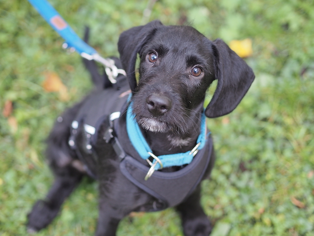 fellengel_jeremy-pascal_14