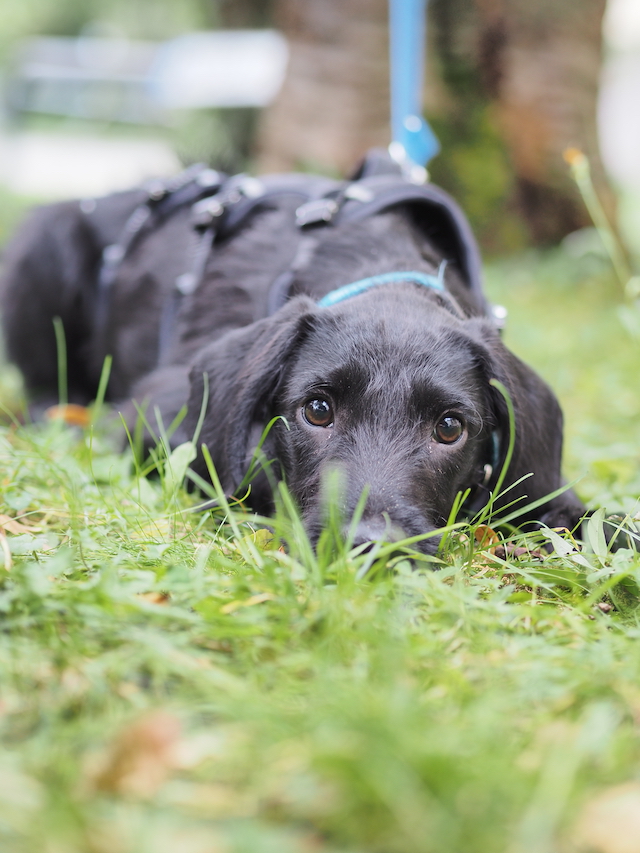 fellengel_jeremy-pascal_15