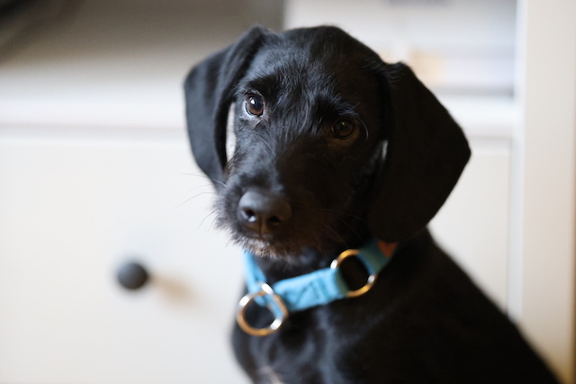 fellengel_jeremy-pascal_5