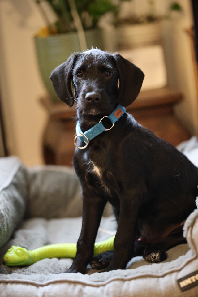 fellengel_jeremy-pascal_6