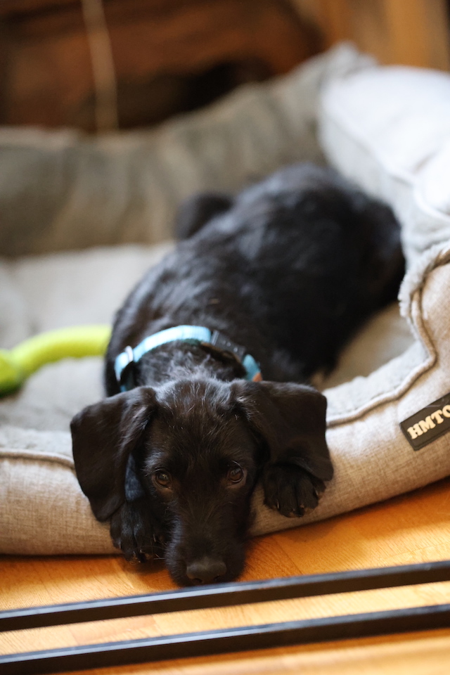 fellengel_jeremy-pascal_7