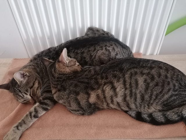 fellengel_julian_leanos