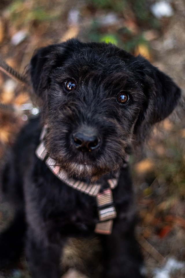 fellengel_mariechen2