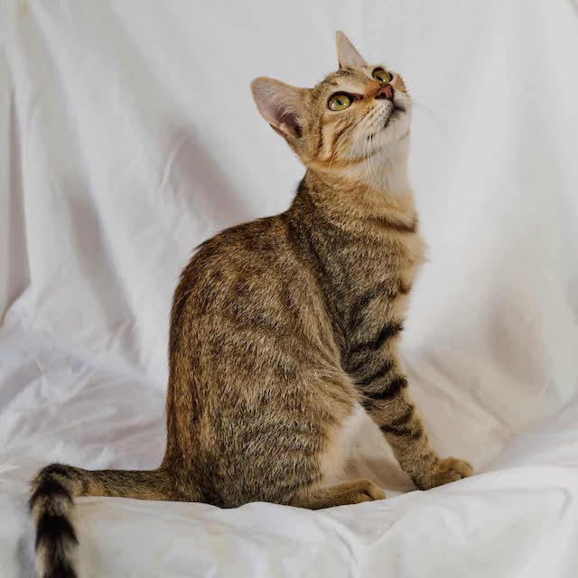 fellengel_michaela_1