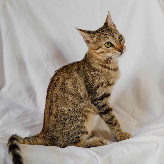 fellengel_michaela_2