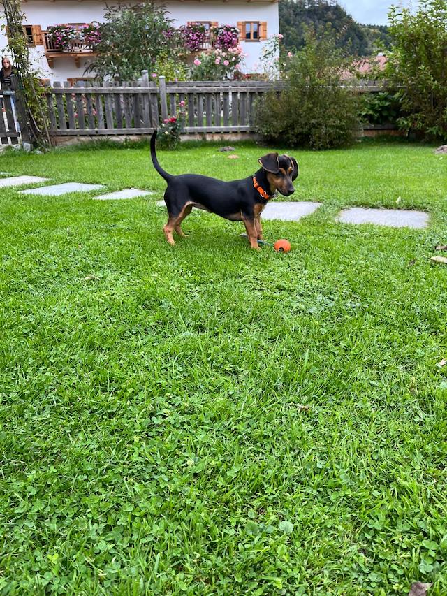 fellengel_rapunzel_1