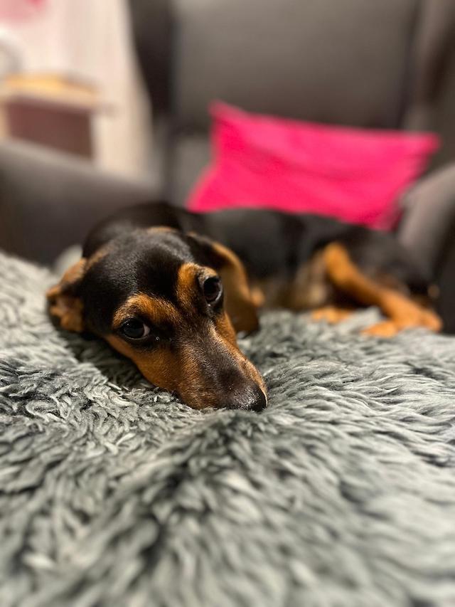 fellengel_rapunzel_1