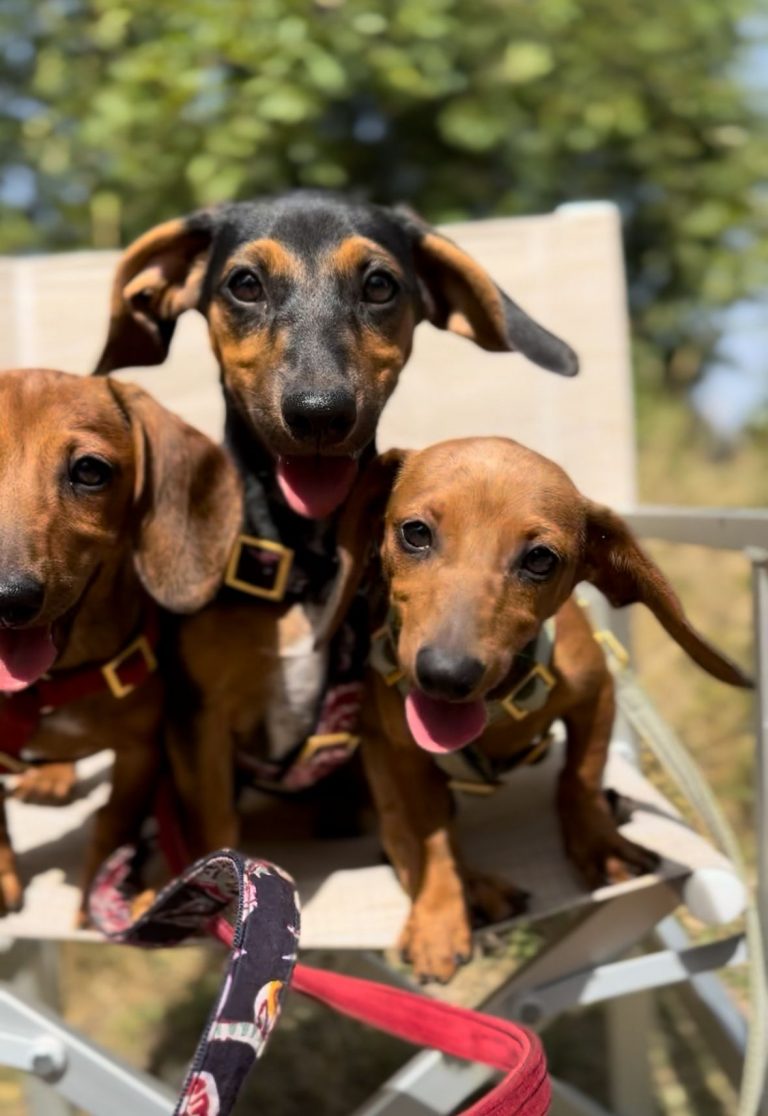 fellengel_rapunzel_1