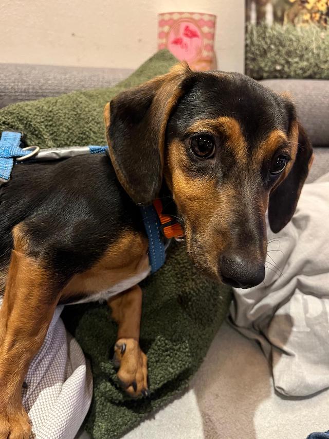 fellengel_rapunzel_2