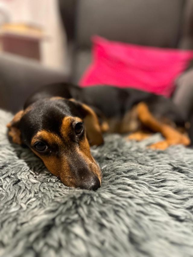 fellengel_rapunzel_2