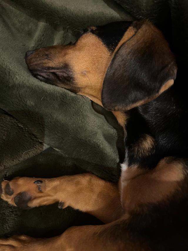 fellengel_rapunzel_3