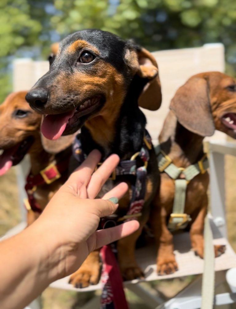 fellengel_rapunzel_3