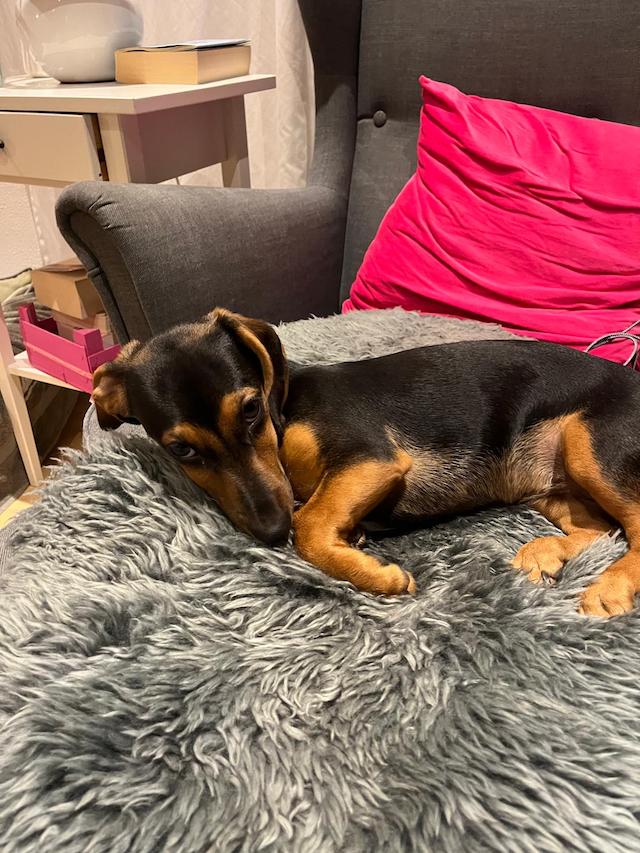 fellengel_rapunzel_4