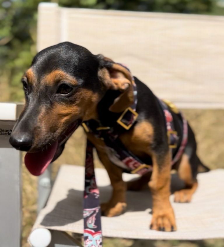 fellengel_rapunzel_4