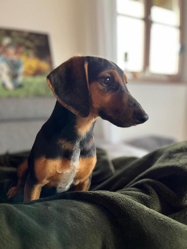 fellengel_rapunzel_5