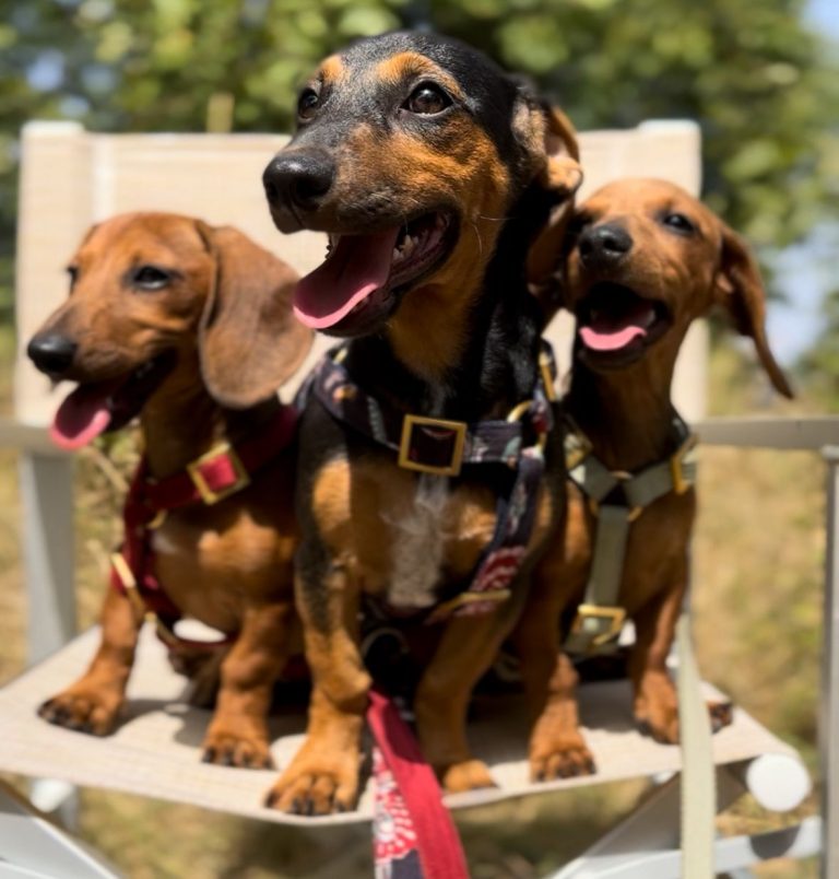 fellengel_rapunzel_5