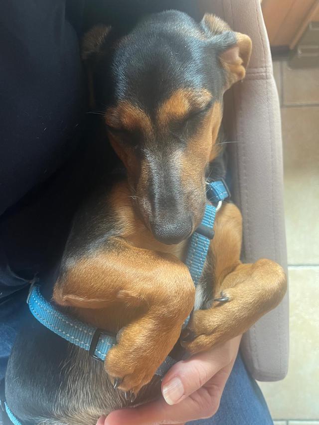 fellengel_rapunzel_6