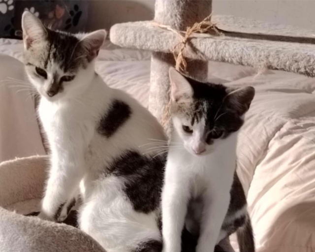 Fellengel_Felix_Alex_2