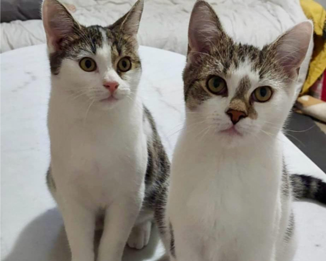 Fellengel_Felix_Alex_3