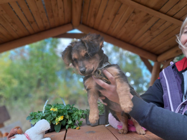 Fellengel_Little Browny_1