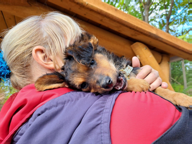 Fellengel_Little Browny_2