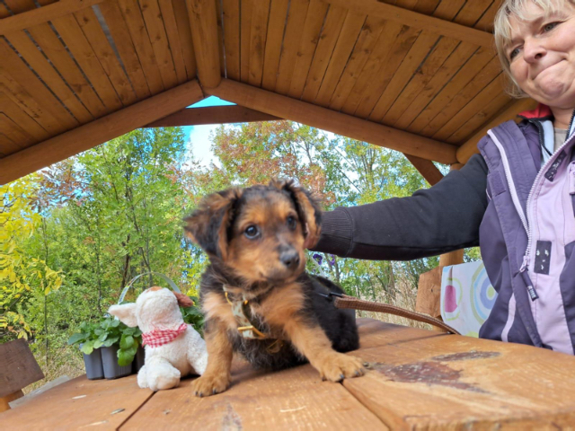 Fellengel_Little Browny_3