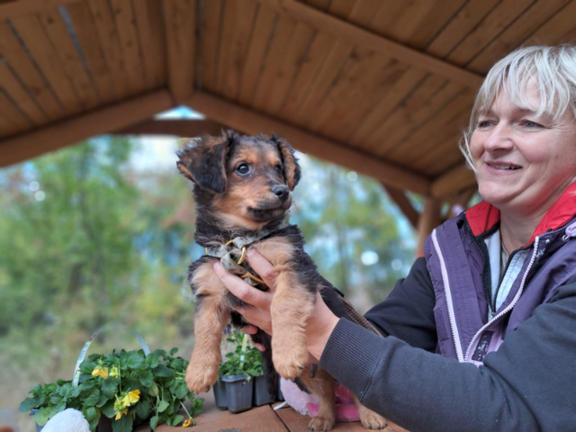 Fellengel_Little Browny_4