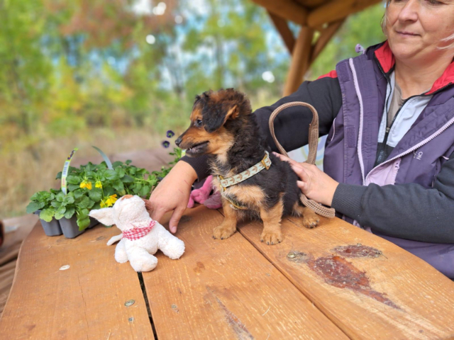 Fellengel_Little Browny_5