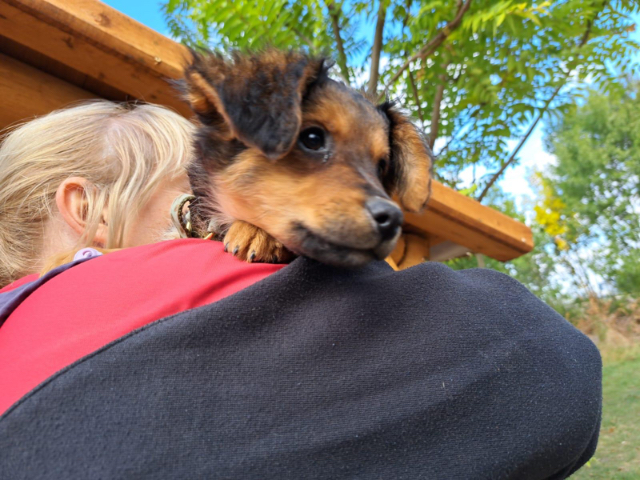 Fellengel_Little Browny_6