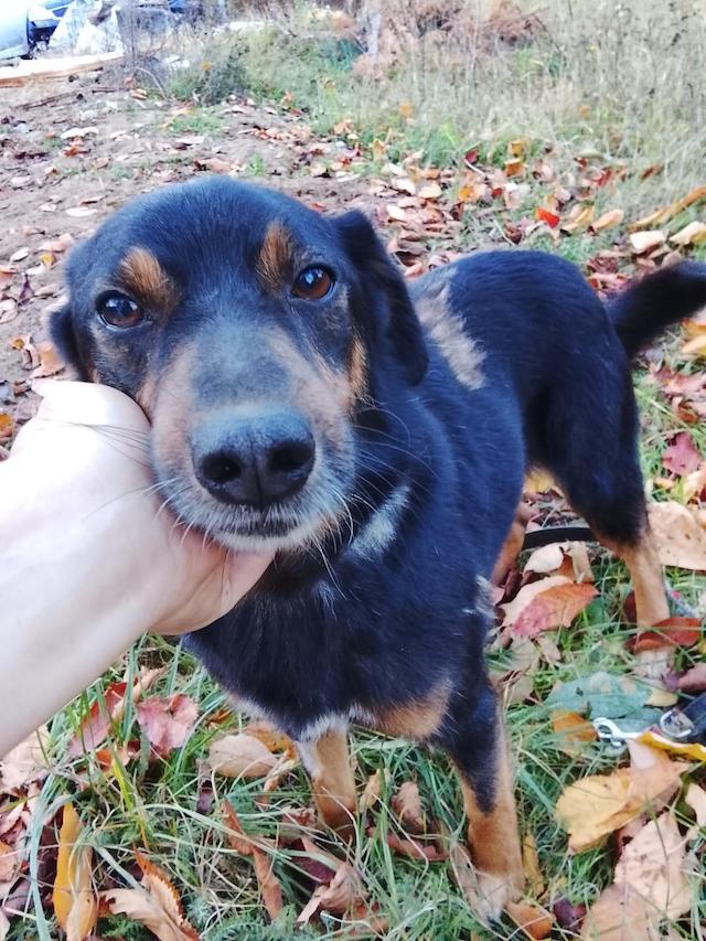 fellengel_Bendegúz_1