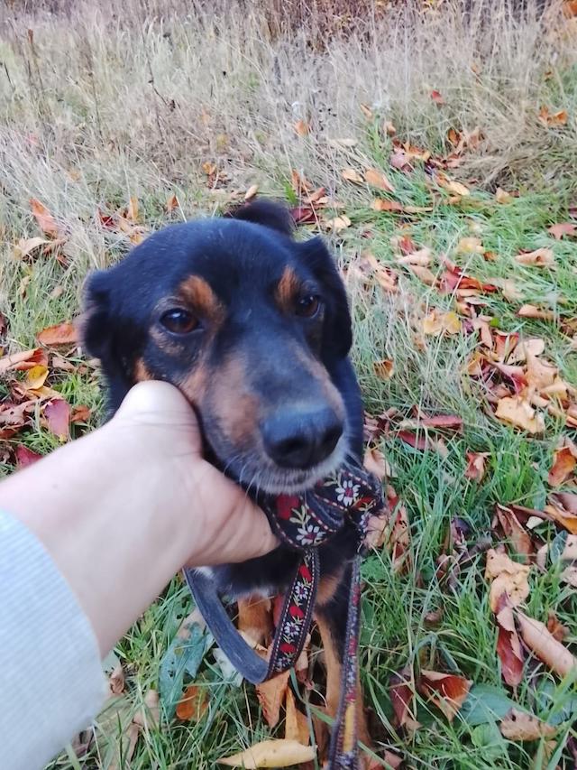 fellengel_Bendegúz_2