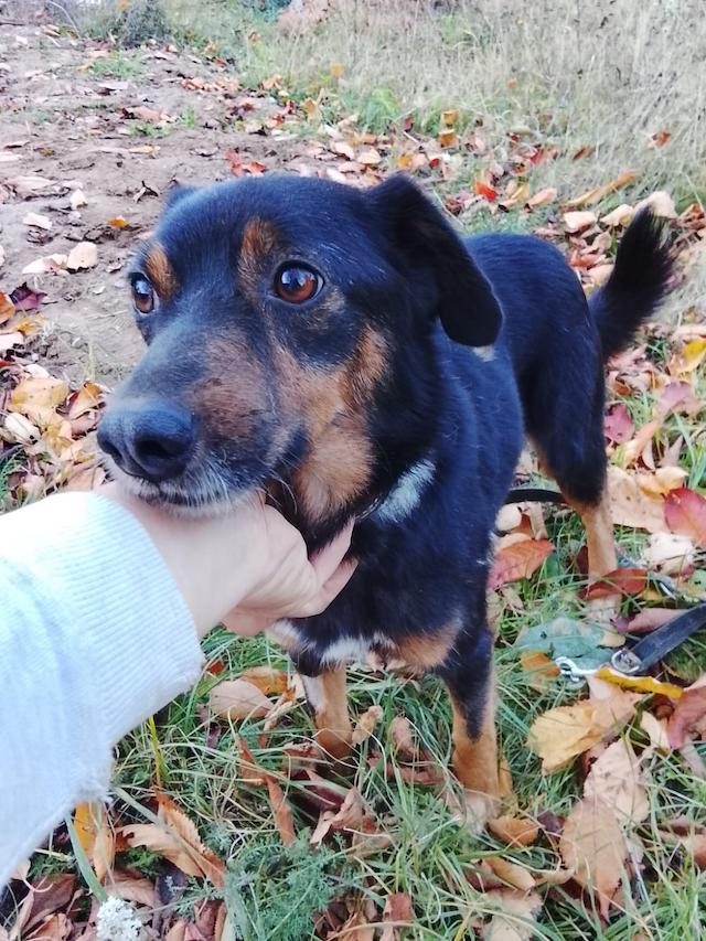 fellengel_Bendegúz_4