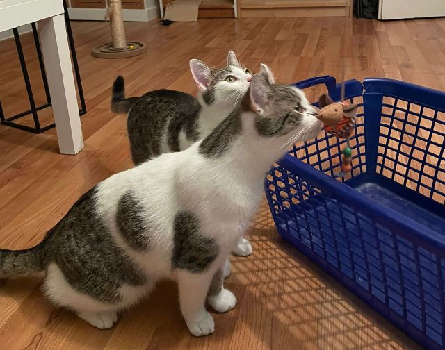 fellengel_alex_felix