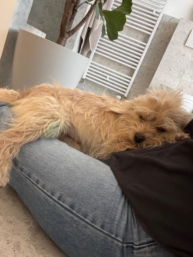 fellengel_greta_02
