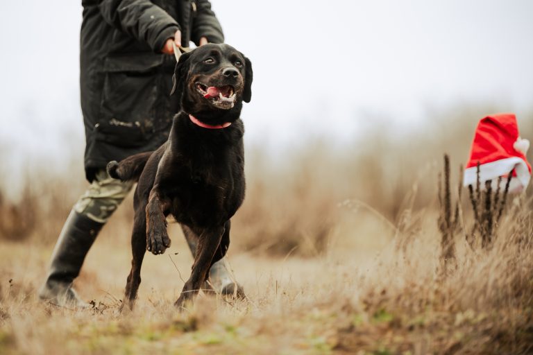 fellengel_jasmina_10