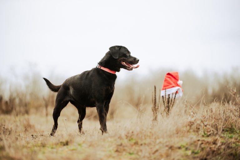 fellengel_jasmina_11