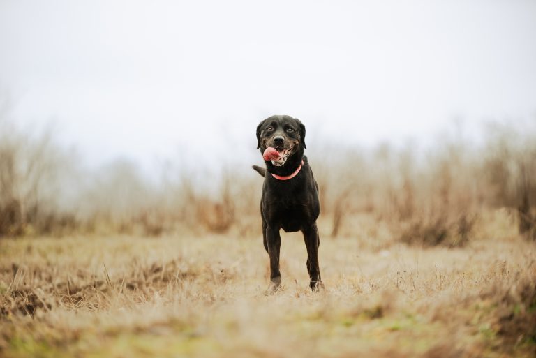 fellengel_jasmina_12