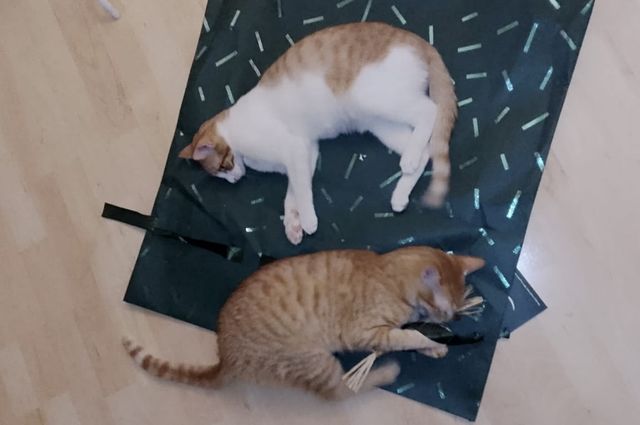 fellengel_seashell_mila_02