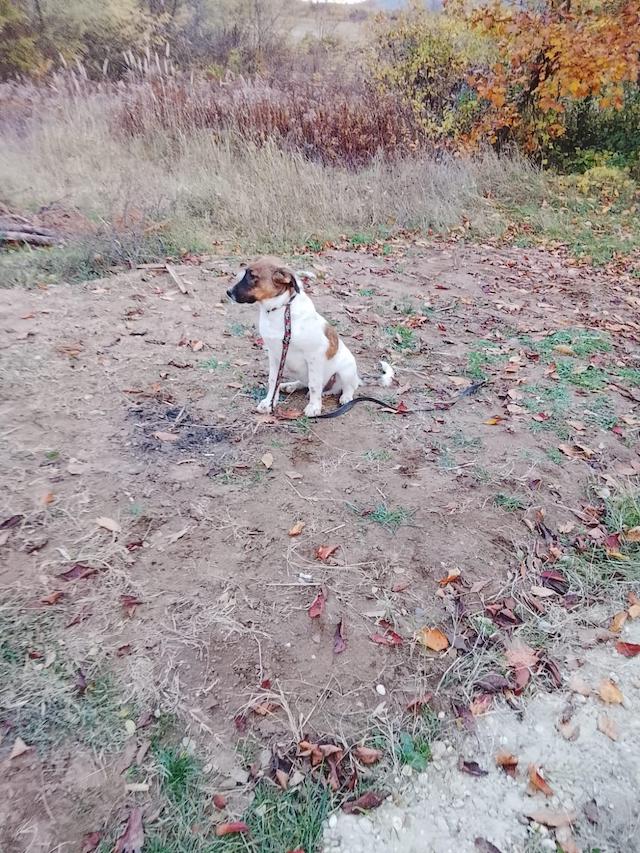 fellengel_wolfgang_1