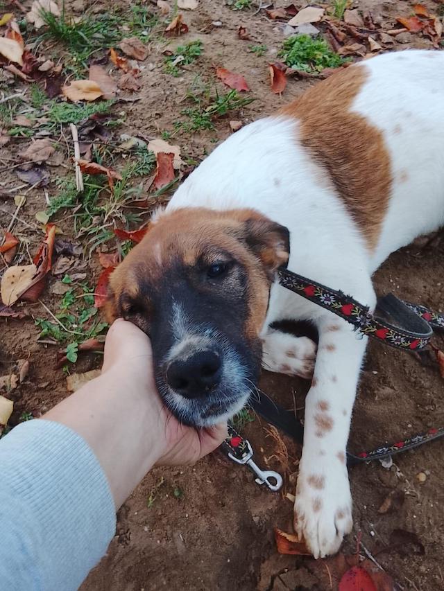 fellengel_wolfgang_3