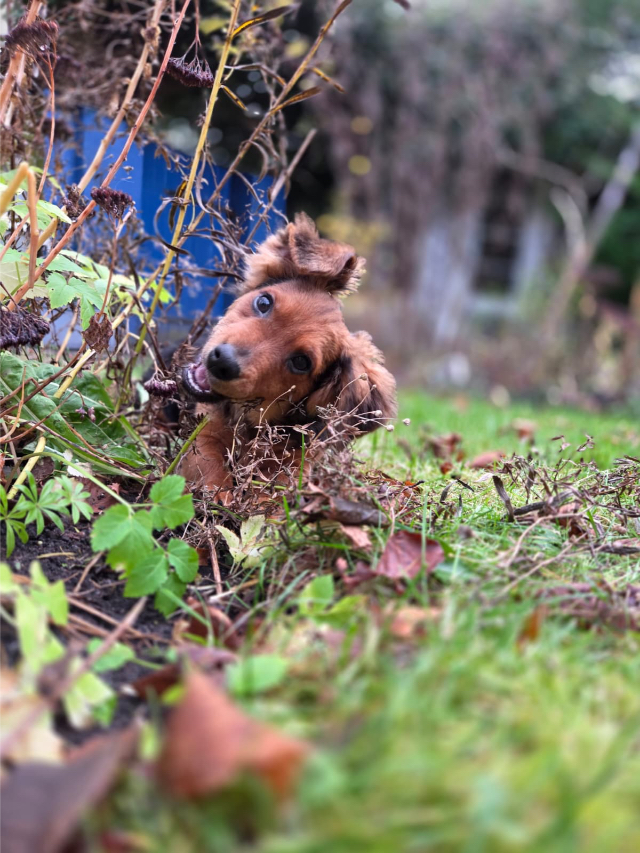 Fellengel_little_Browny_10