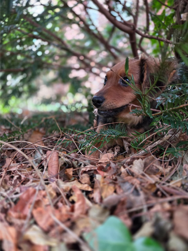 Fellengel_little_Browny_11