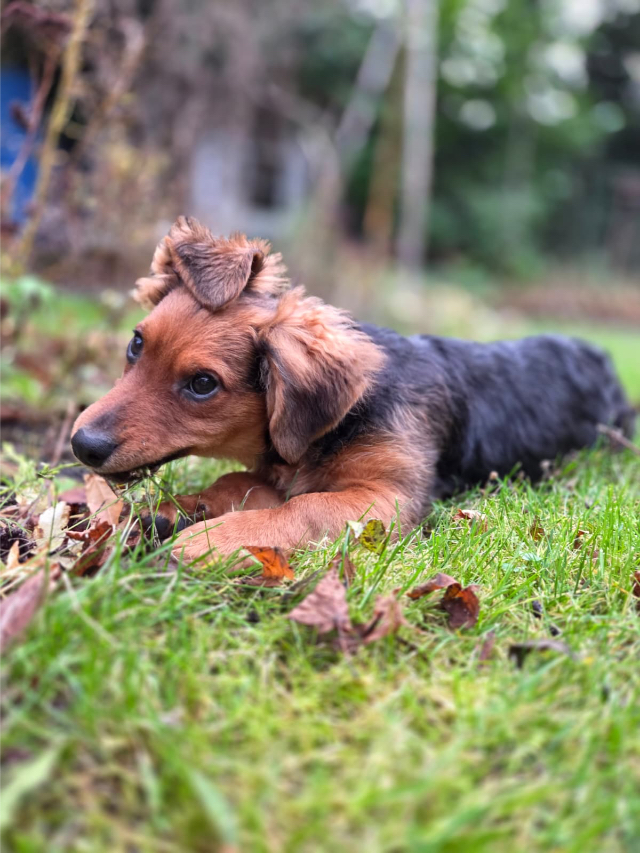 Fellengel_little_Browny_12