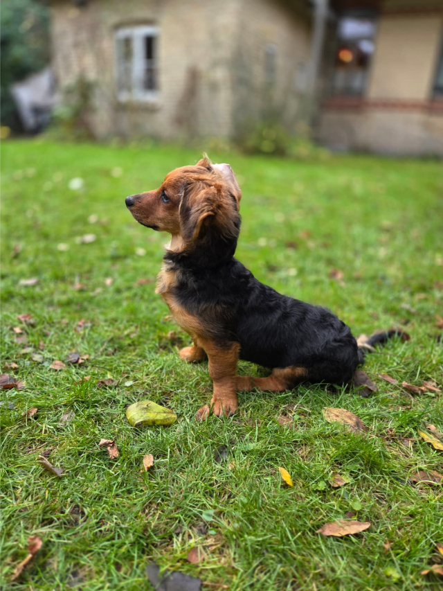 Fellengel_little_Browny_13